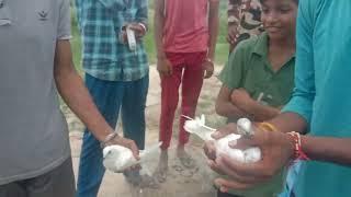 Live Kabutar Bazi Match 15 Augest || Village Raipur Jattan,Haryana || Ek shaunk kabutar bazi da