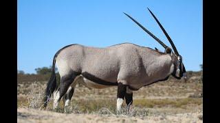 South African Oryx | Fascinating Facts About Gemsbok