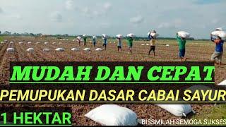 PANDUAN  MUDAH!!!  Pembuatan Bedengan Cabe Besar & Pemupukan 1HEKTAR