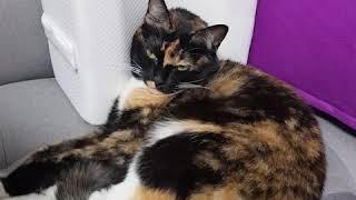 카오스고양이 봉자씨 다리베개 사용법
