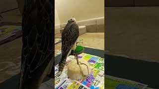 #subscribe #eagle #shorts #short #shortsvideo #shortvideo #shortsfeed #viral #viralvideo#viralshorts