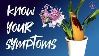 KNOW your ROT OR NOT | Buy that discounted #orchid with confidence  #ninjaorchids
