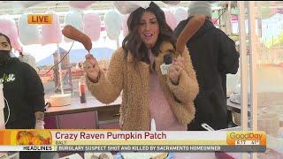 Fun At Crazy Ravens Pumpkin Patch!