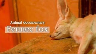 Fennec fox [Animal Documentary]