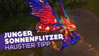 Junger Sonnenflitzer | Kompletter Guide + Tipps - Haustier Tipp  [WoW]