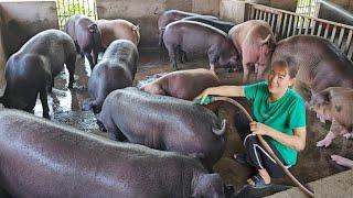 How to fatten pigs quickly for sale. Selling 4-month-old pigs weighing 100kg. ( Ep 314 ).