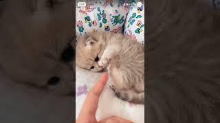 #beautifulpet #cats #youtubeshorts #youtubeviralvideo #pet