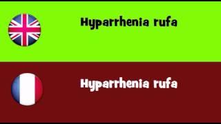 FROM ENGLISH TO FRENCH = Hyparrhenia rufa