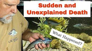 Sudden *UNEXPLAINED* Fish Death [What Happened?]