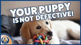 Screaming, Lunging, Biting, Growling, Fleeing, Digging And More: Your Puppy Is Not Defective!