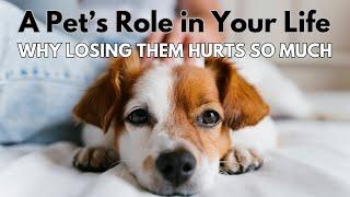 A Pet's Role In Your Life (Why Losing Them Hurts So Much!)