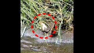 Duckling VS mother who wants baby to take a nap