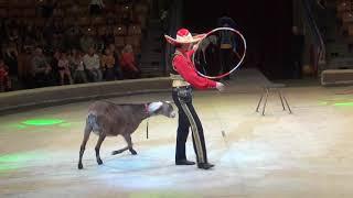 Копия видео "Цирковой номер - нубийские козлики. Ижевск. Performing nubian goats"