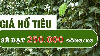 GIÁ HỒ TIÊU CÓ THỂ ĐẠT 250.000 ĐỒNG/KG