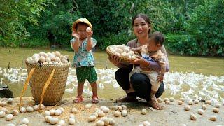 Harvest giant duck eggs to sell at the market - boil eggs and eat with your children