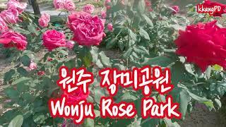 원주 장미공원 (Wonju Rose Park) - 장미 축제