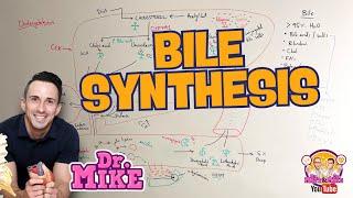 Bile Synthesis | Bile Acids and Salts