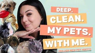 Deep Cleaning My Pets + MAJOR NEW PET HINT!!!