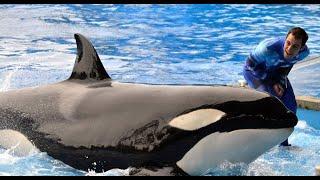 SeaWorld Killer Whale Trainer Responds to "Blackfish"