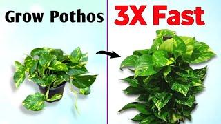 How To Train A Pothos for 3X Fast Growth// Pothos Plant Care Indoor// Grow A Pothos Fast