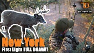 Rut Crazy Action! New York Bowhunting