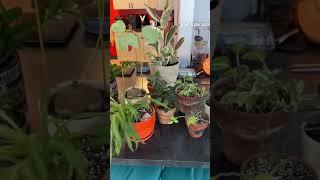 #Mini #HouseplantTour on #PlantChore day! Its so #Satisfying to get all these #Plants taken care of.