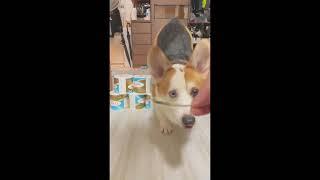 Challenge accepted|| Jump over toilet papers pudding version !! コーギー - Corgi -哥基 『Pudding』