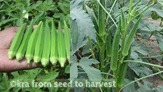 How to Grow Okra from seeds to harvest