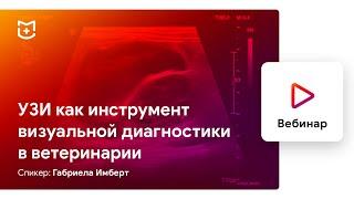 УЗИ как инструмент визуальной диагностики в ветеринарии