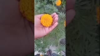 subscribe  my channel#yst #flower #viral#short#@bangaligamer10