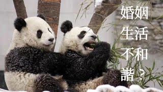 原來他們經歷過這麼多……贈台大熊貓團團圓圓的故事They had been through so much... Panda Tuantuan Yuanyuan story