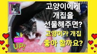 고양이에게 개집을 선물했어요 고양이가 개집을 좋아 할까요?