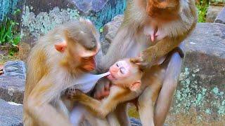 Monkey & Primates, Nice Video! What Happen Poor Baby, Nice Actions, So Lovely Baby Monkey, Wildlife