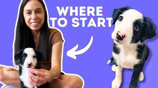 3 Things To Train Your Puppy NOW!