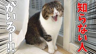 ベランダに不審者がいた時の猫の反応が可愛すぎたwww