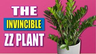 "Invincible" ZZ Plant Care Guide - Zamioculcas Zamiifolia