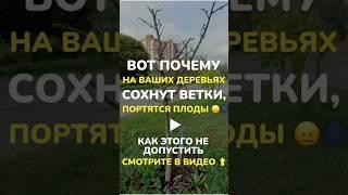 #обрезкадеревьев #обрезкасада #сад #обрезкаплодовых #обрезкаяблони #обрезкагруши #обрезкачерешни
