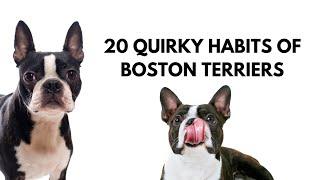 20 Quirky Habits of Boston Terriers 