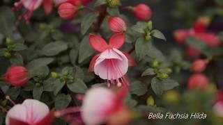 Bella Fuchsia Hilda - Garden Plant with Flowers all Summer long!