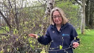 Seven Pollinator-Friendly Trees for Irish Gardens | Sarah Blake | TEDxCrannTreesforIreland