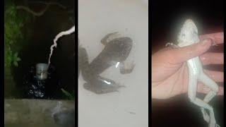 Thin frog trapped in a well for a long time without food #Shorts