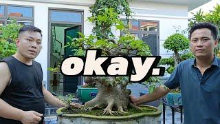 Khám phá vườn bonsai của anh Tuấn Chu Phan