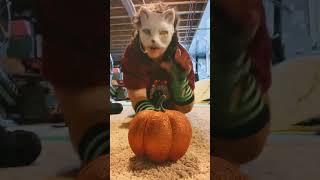 But shiny pumpkin #quadrobics #catmask #furries