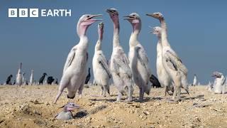 These Baby Birds Can't Catch a Break | The Making of Asia | BBC Earth