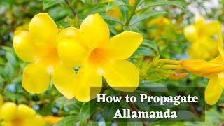 How to propagate Allamanda from cutting||Grow Golden trumpet from cutting(With updates)