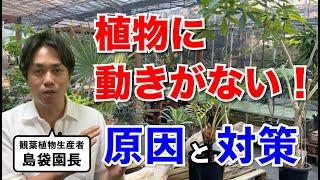 植物が全く成長しない時の原因と対処法をお伝えします