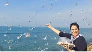 How to Feed seagulls? - Persian Gulf - Bushehr - walk with Rooha