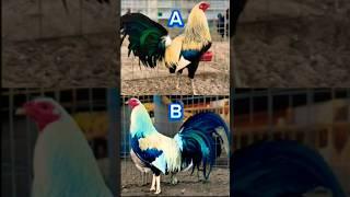 choose one #chicken #rooster #shorts