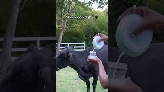 Cows like “I know this lil black heffa not trying to show us up “ 