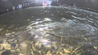 gopro trout fishing pics and underwater video